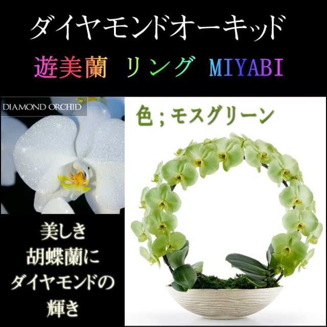 胡蝶蘭 お祝い ２本立ち モスグリーン ダイヤモンド オーキッド MIYABI 大輪 リング ギフト