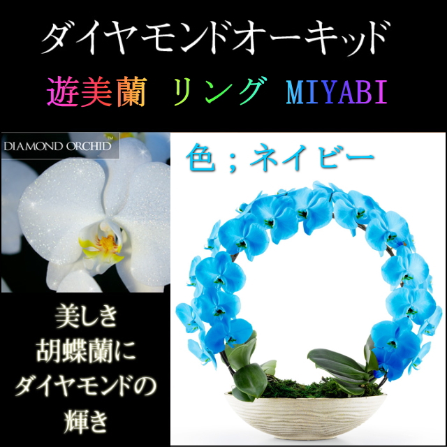 胡蝶蘭 お祝い ２本立ち ネイビー ダイヤモンド オーキッド MIYABI 大輪 リング ギフト