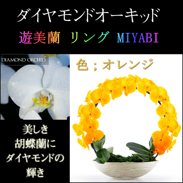 胡蝶蘭 お祝い ２本立ち オレンジ ダイヤモンド オーキッド MIYABI 大輪 リング ギフト