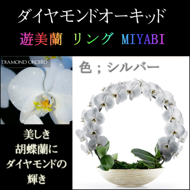 胡蝶蘭 お祝い ２本立ち シルバー ダイヤモンド オーキッド MIYABI 大輪 リング ギフト