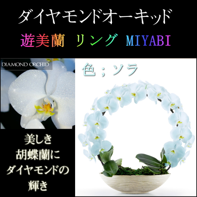 胡蝶蘭 お祝い ２本立ち ソラ ダイヤモンド オーキッド MIYABI 大輪 リング ギフト