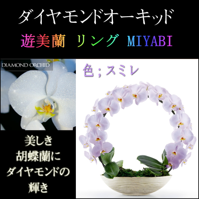 胡蝶蘭 お祝い ２本立ち スミレ ダイヤモンド オーキッド MIYABI 大輪 リング ギフト