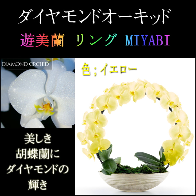 胡蝶蘭 お祝い ２本立ち イエロー ダイヤモンド オーキッド MIYABI 大輪 リング ギフト