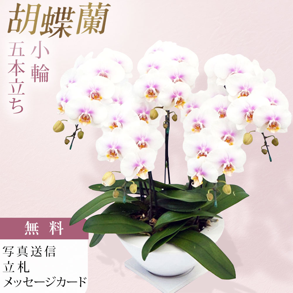 ミディ 胡蝶蘭 ビーナスポット 5本立ち ファーストラブ 森田洋蘭園