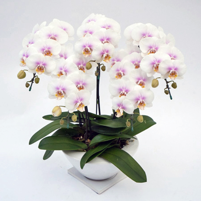 ミディ 胡蝶蘭 ビーナスポット 5本立ち ファーストラブ 森田洋蘭園