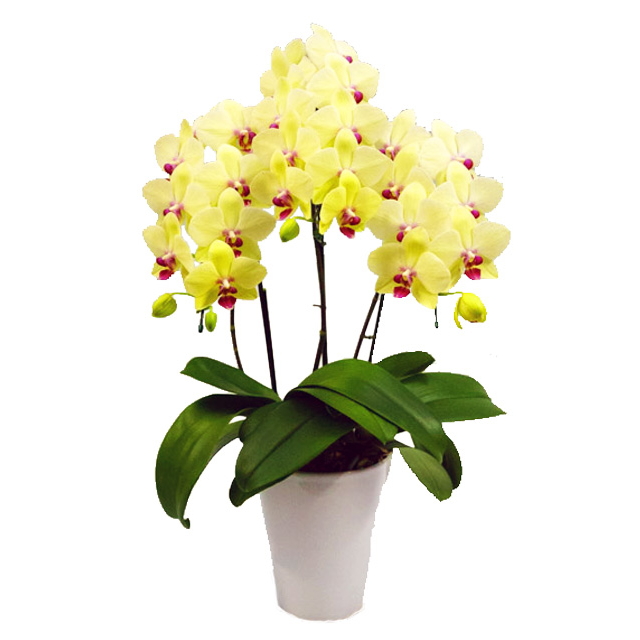 ミディ胡蝶蘭 お祝い ゴールデンエイジ 3本立ち 中大輪