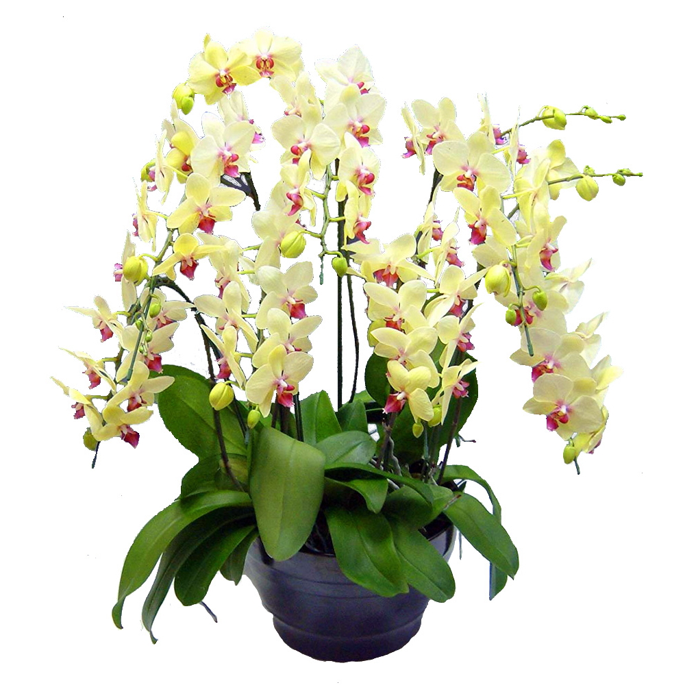 ミディ胡蝶蘭 お祝い ゴールデンエイジ エルドラド 7本立ち 中大輪