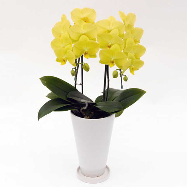 胡蝶蘭 サンクスポット ゴールデンライフ 2本立ち Thanks Pot 黄色 ミディ 中大輪系 森田洋蘭園