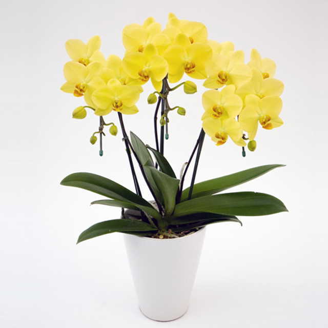胡蝶蘭 ゴールデンライフ 3本立ち 黄色 ミディ 中大輪系 森田洋蘭園
