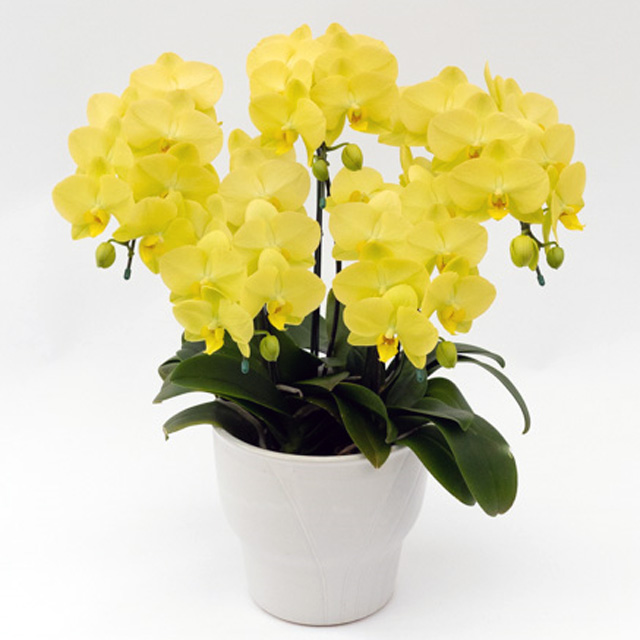 胡蝶蘭 ゴールデンライフ 5本立ち 黄色 ミディ 中大輪系 森田洋蘭園