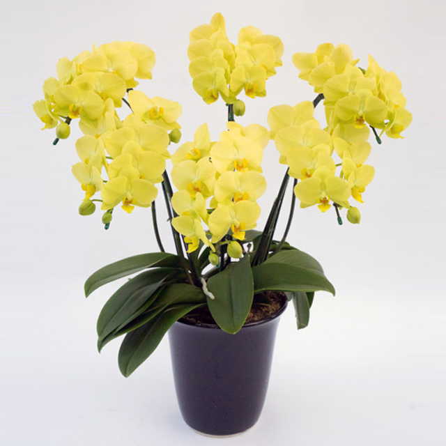 胡蝶蘭 ゴールデンライフ 6本立ち 黄色 ミディ 中大輪系 森田洋蘭園