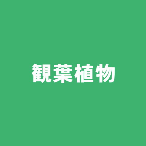 観葉植物