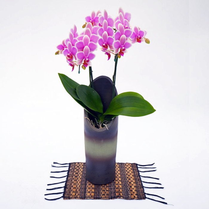 ミディ胡蝶蘭 2本立ち 和鉢 かぐや ハワイアンマーメイド 森田洋蘭園