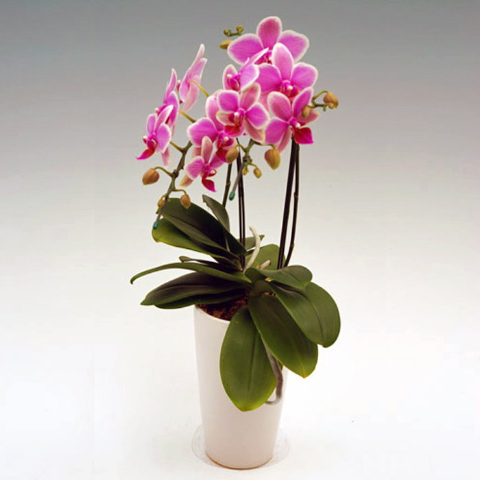 ミディ胡蝶蘭 2本立ち ハワイアンマーメイド 森田洋蘭園