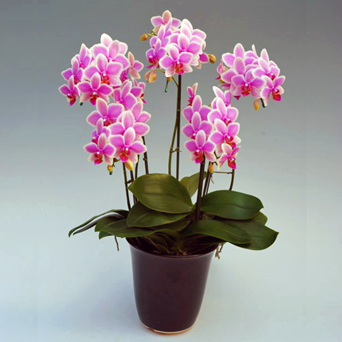 ミディ胡蝶蘭 5本立ち ハワイアンマーメイド ダブルラッピング仕立て 森田洋蘭園