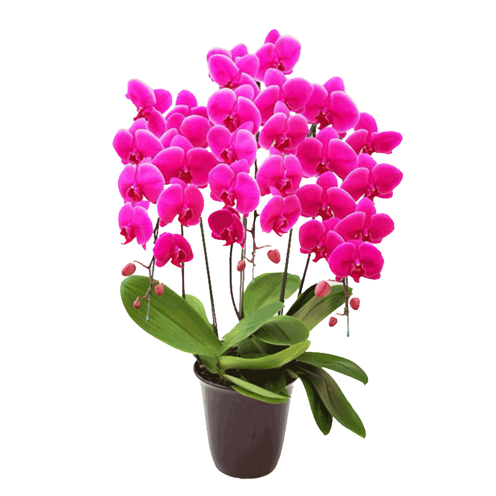 胡蝶蘭 3本立ち ホンリンローズ ピンク色 紫色 ダブルラッピング仕立て