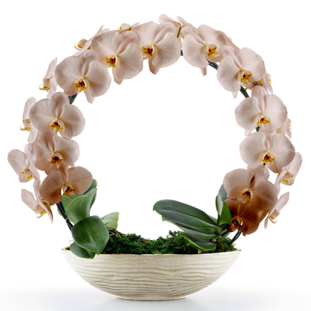 胡蝶蘭 お祝い 2本立ち ブロンズ 大輪 遊美蘭 リング ギフト