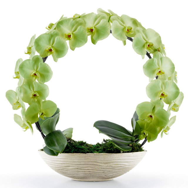 胡蝶蘭 お祝い 2本立ち モスグリーン 大輪 遊美蘭 リング ギフト