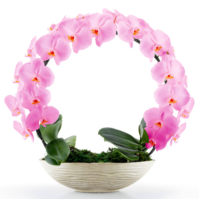 胡蝶蘭 お祝い 2本立ち サクラ 大輪 遊美蘭 リング ギフト