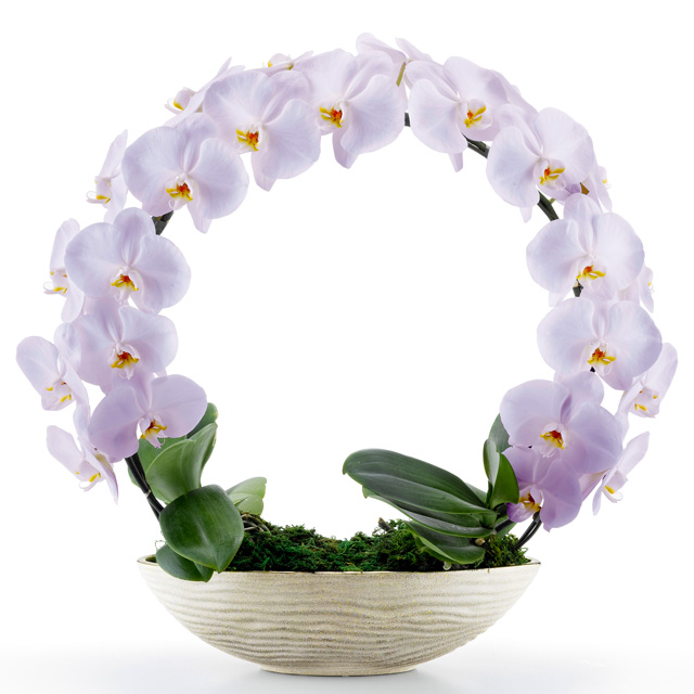 胡蝶蘭 お祝い 2本立ち スミレ 大輪 遊美蘭 リング ギフト