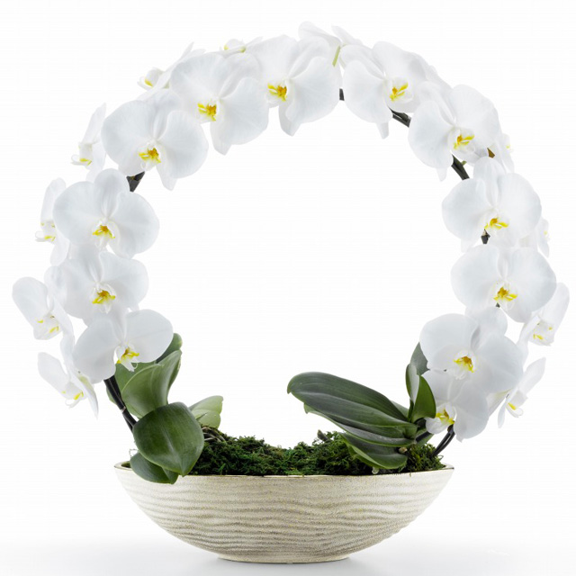 胡蝶蘭 2本立ち サクラ ダイヤモンド オーキッド MIYABI 大輪 リング