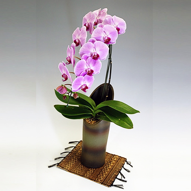 胡蝶蘭 大輪 かぐや姫 1本立ち ピンク色 和鉢