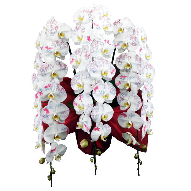 胡蝶蘭 化粧蘭 夏柄 祝 文字入り 3本立ち 36輪前後 花火と金魚 アジサイ 銀ラメ仕立て