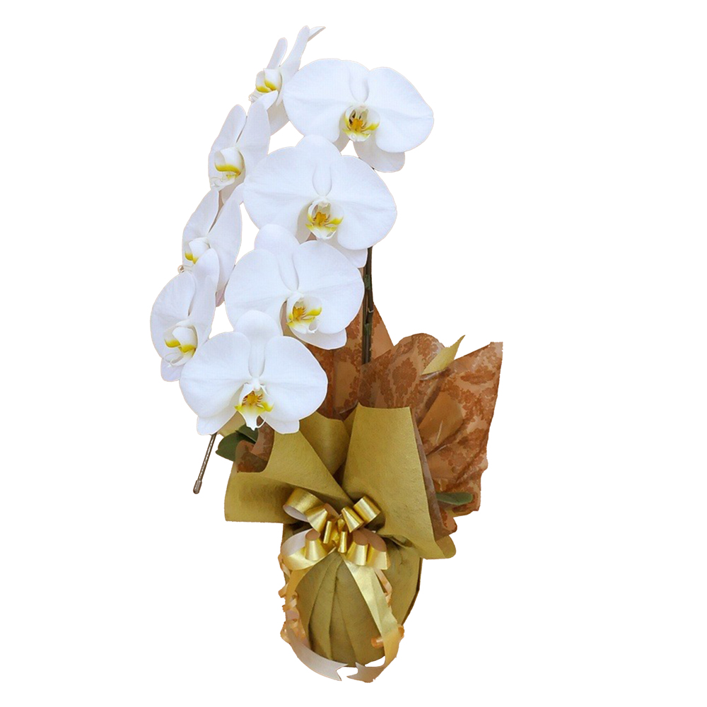 胡蝶蘭 1本立ち 白色 7輪程度