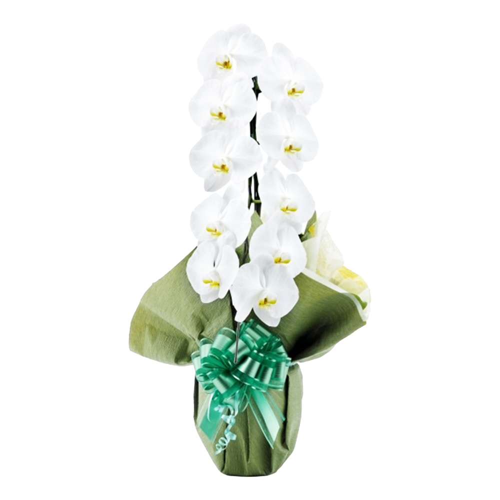 胡蝶蘭 1本立ち 白色 10輪程度