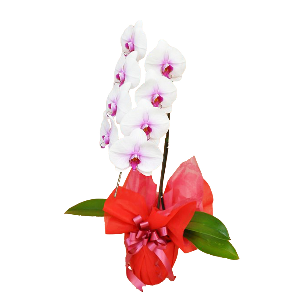 胡蝶蘭 1本立ち 赤リップ 7輪程度