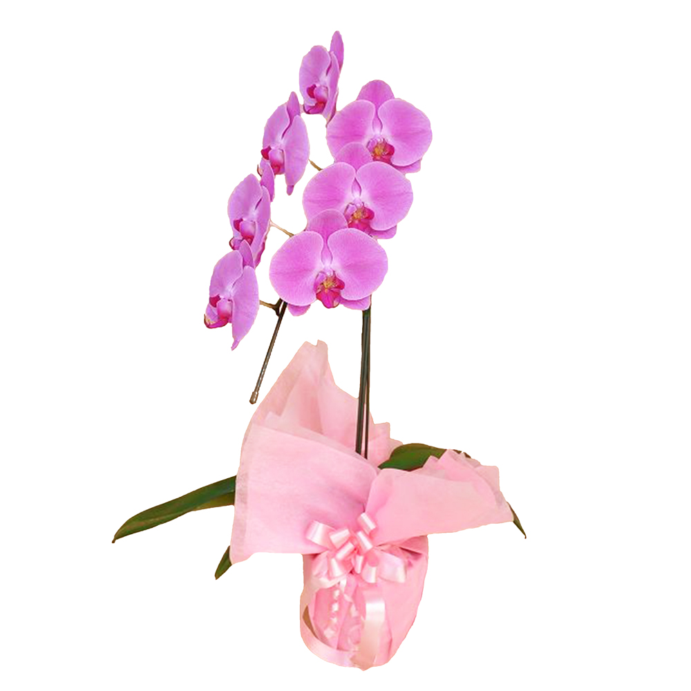 胡蝶蘭 1本立ち ピンク色 7輪程度