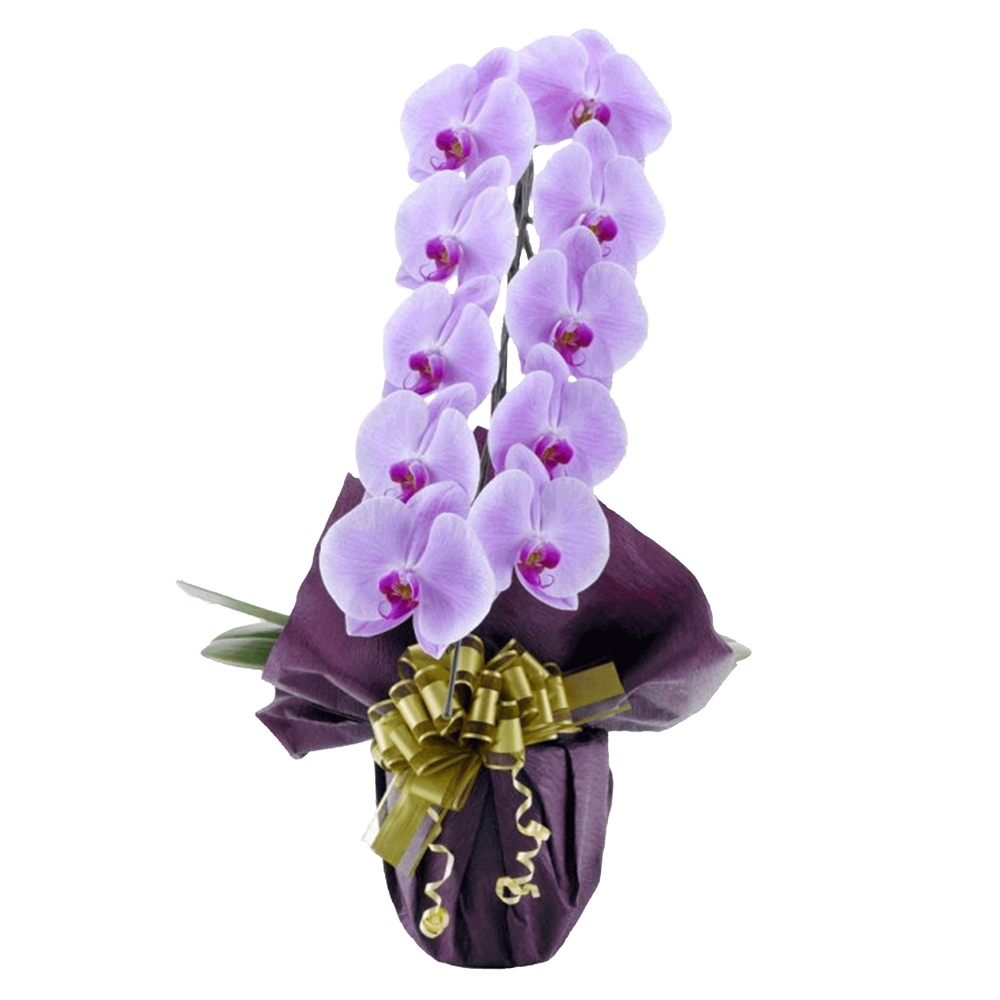 胡蝶蘭 1本立ち ピンク色 9輪程度