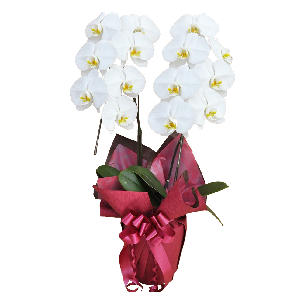 胡蝶蘭 2本立ち 白色 14輪程度