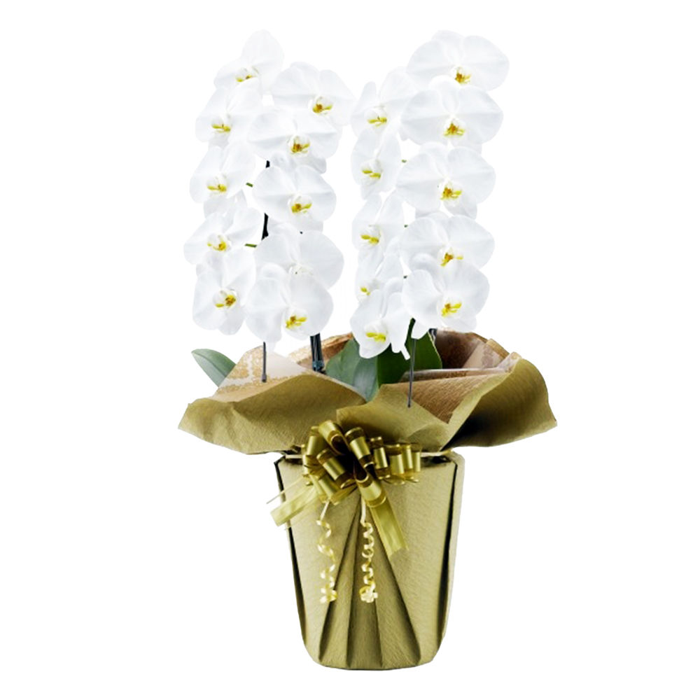 胡蝶蘭 2本立ち 白色 20輪程度