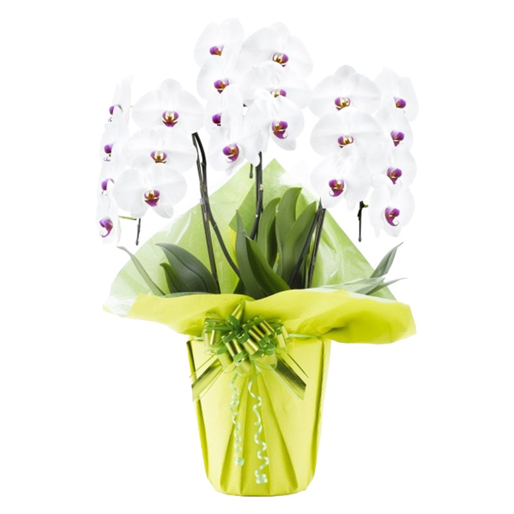 胡蝶蘭 3本立ち 赤リップ 21輪程度