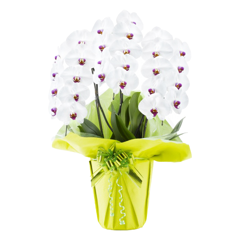 胡蝶蘭 3本立ち 赤リップ 27輪程度