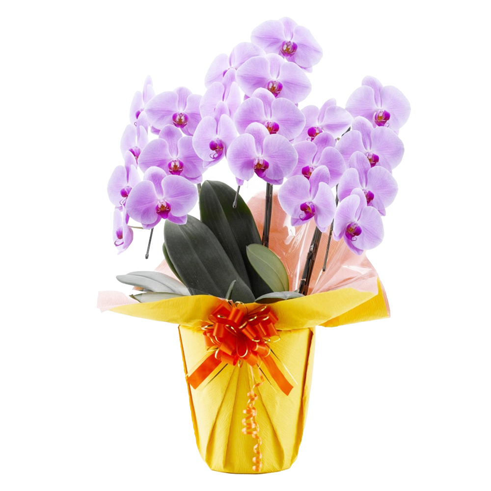 胡蝶蘭 3本立ち ピンク 21輪程度