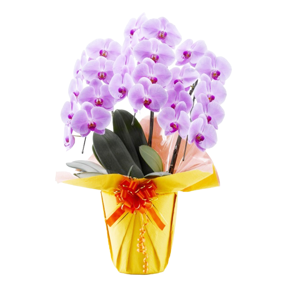 胡蝶蘭 3本立ち ピンク 24輪程度