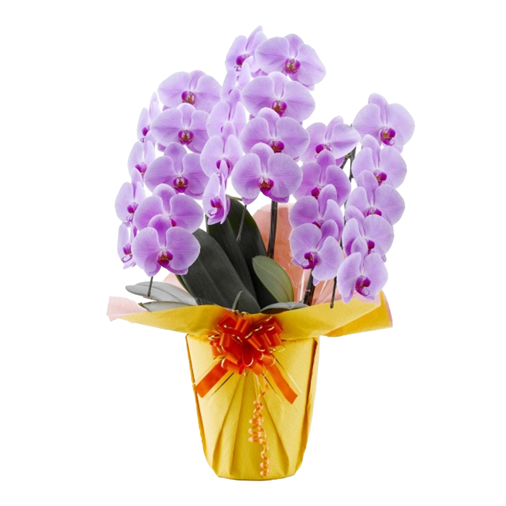 胡蝶蘭 3本立ち ピンク 27輪程度