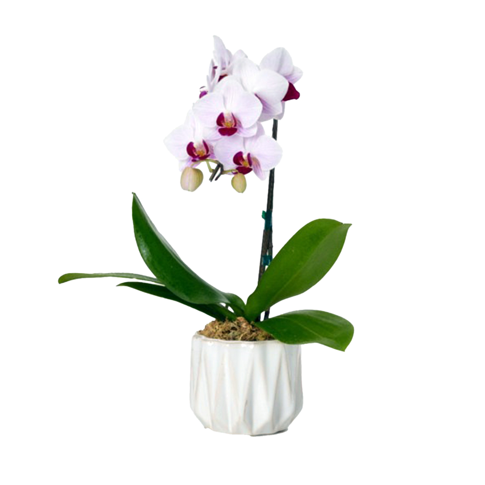 ミディ胡蝶蘭 1本立ち 赤リップ色 カヌレ鉢