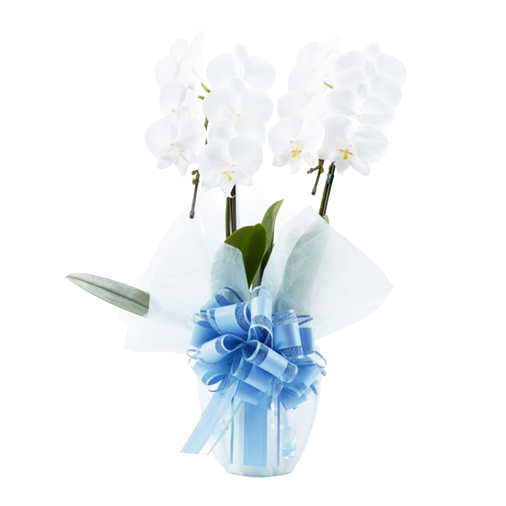 ミディ胡蝶蘭 2本立ち 白色 14輪程度