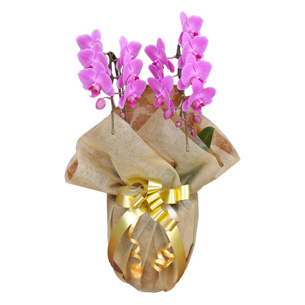 ミディ胡蝶蘭 2本立ち ピンク 14輪程度