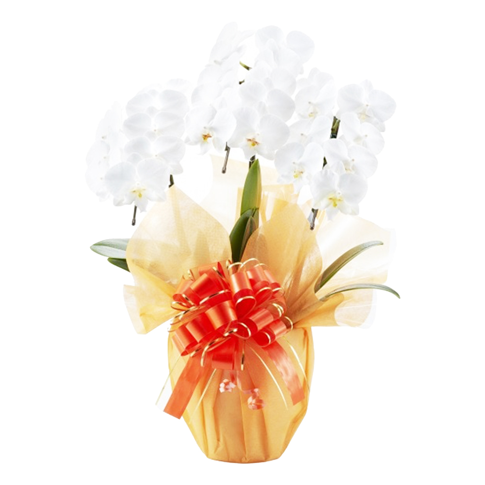 ミディ胡蝶蘭 3本立ち 白色 21輪程度