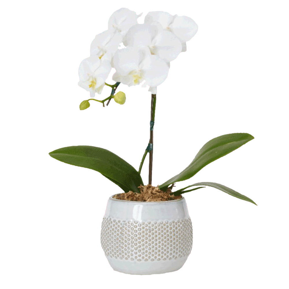 ミディ胡蝶蘭 1本立ち 白色 丸鉢