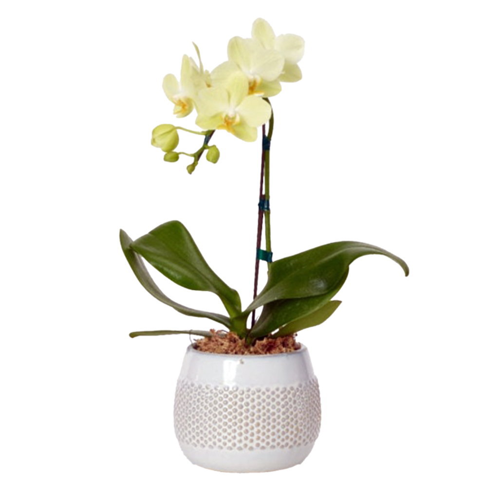 ミディ胡蝶蘭 1本立ち 黄色 丸鉢