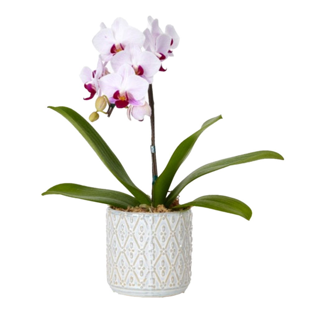 ミディ胡蝶蘭 1本立ち 赤リップ色 オーバル鉢