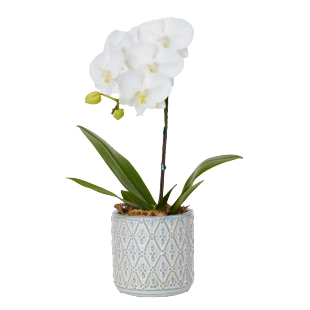 ミディ胡蝶蘭 1本立ち 白色 オーバル鉢