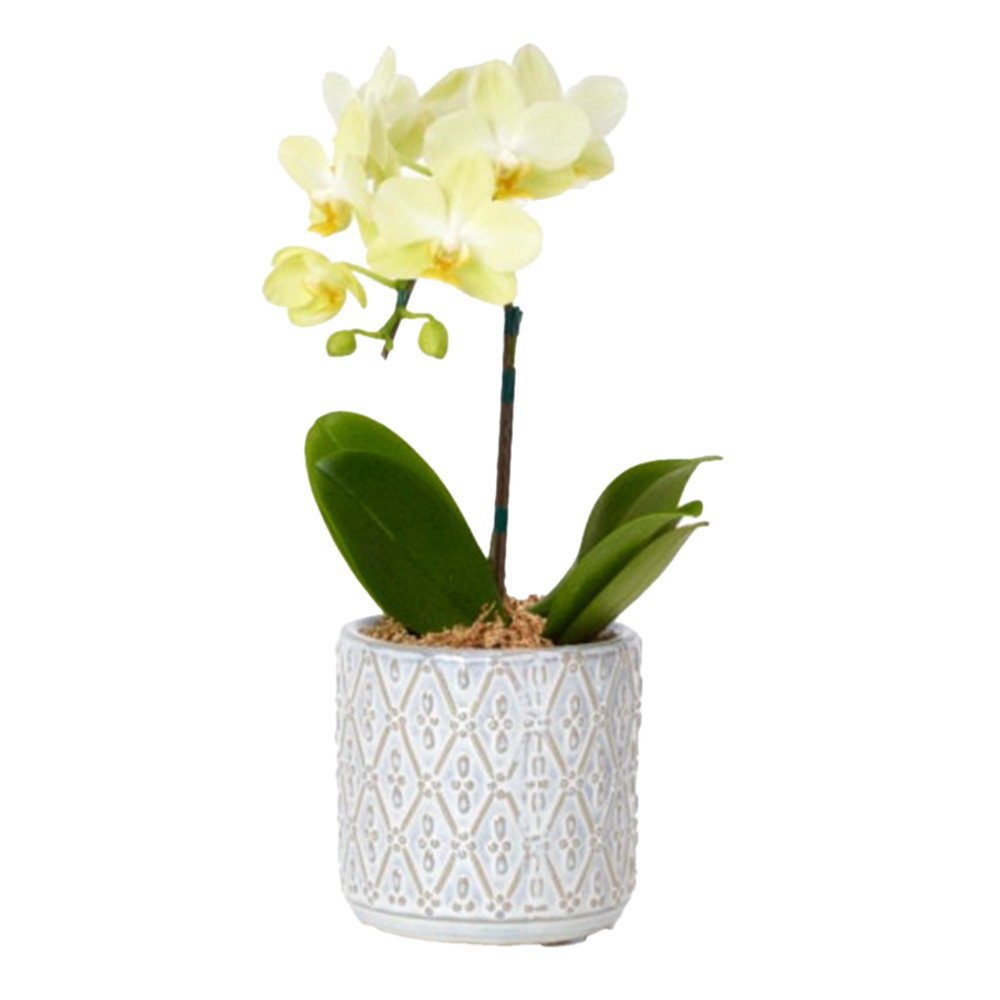 ミディ胡蝶蘭 1本立ち 黄色 オーバル鉢