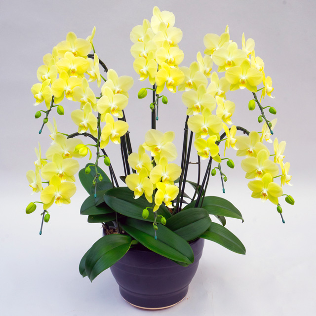 胡蝶蘭 8本立ち 黄色 ライムライト ギフト ミディ 送料無料 お祝い 誕生日 開店 就任 移転 楽屋見舞い 周年 森田洋蘭園