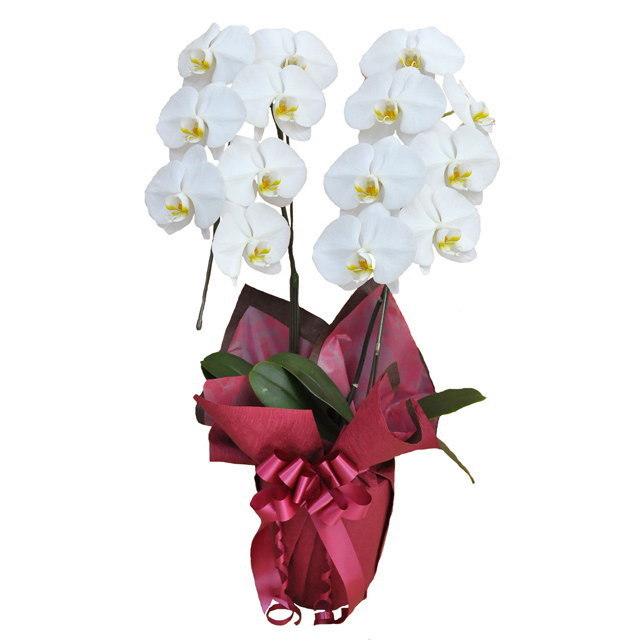 大輪 胡蝶蘭 2本立ち 白